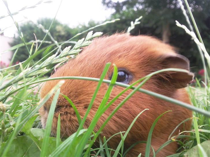 Marsvin max<33 billede 11