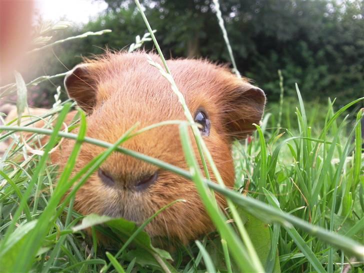 Marsvin max<33 billede 12