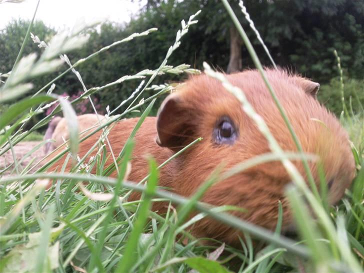 Marsvin max<33 billede 13