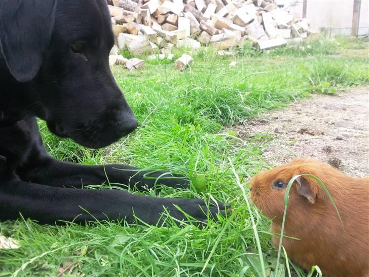 Marsvin max<33 - max og bamse :) billede 14