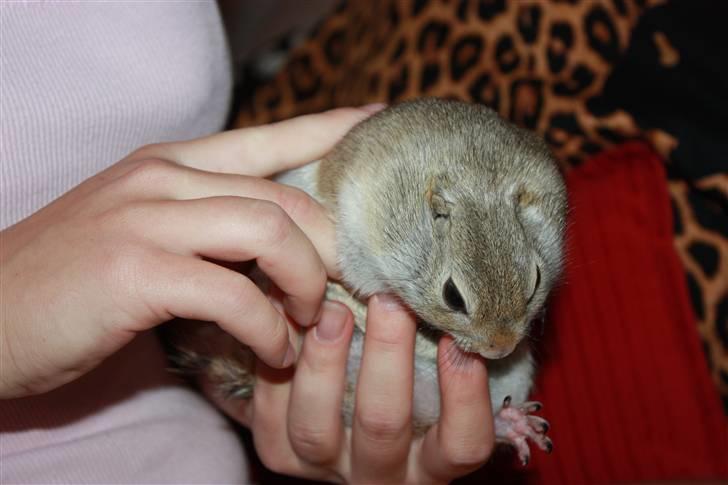 Jordegern Malou - Velkommen til Richardson Jordegernet "MALOU"s profil <3 billede 1