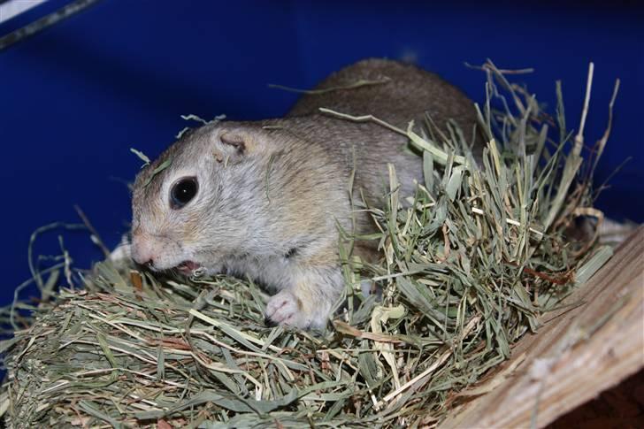 Jordegern Malou billede 2