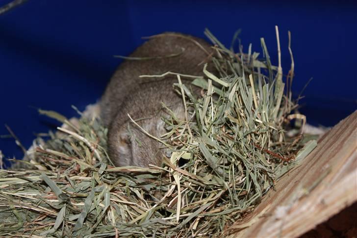 Jordegern Malou - Der skal pakkes en masse hø til hulen.. billede 3