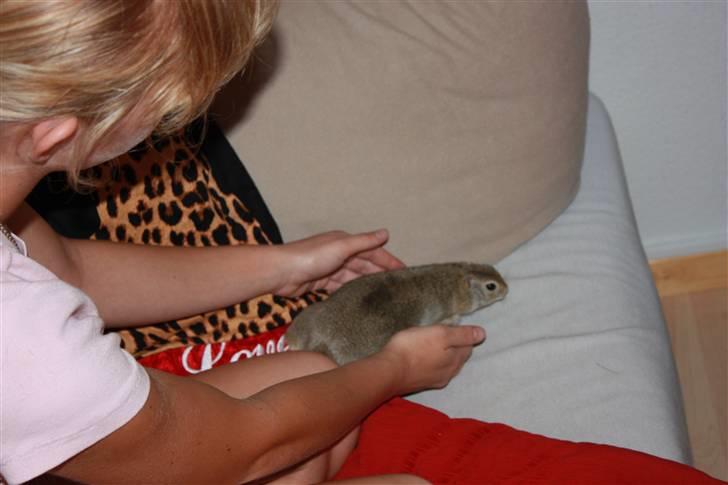 Jordegern Malou - 1 dag og allerede udenfor buret.. billede 4