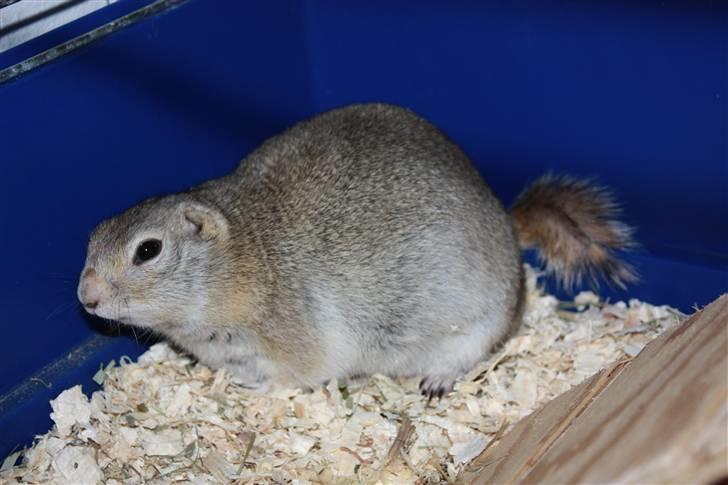 Jordegern Malou billede 5