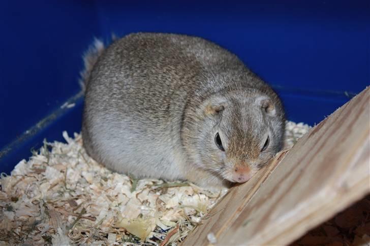 Jordegern Malou billede 6