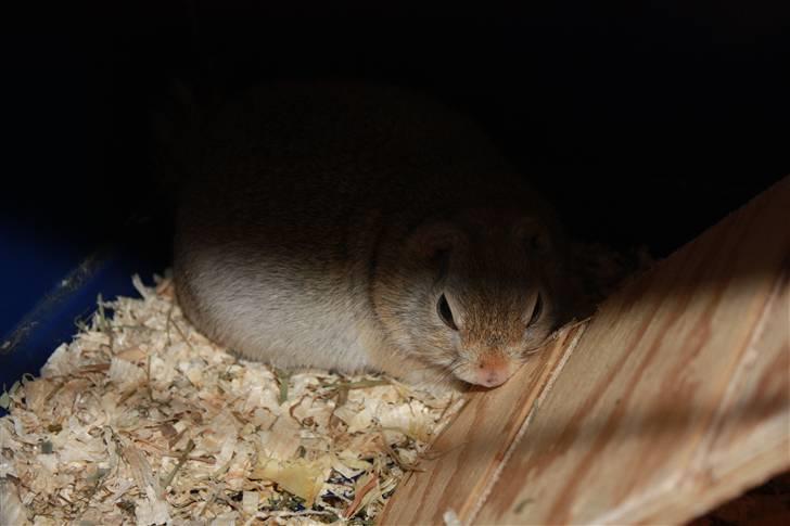 Jordegern Malou billede 7