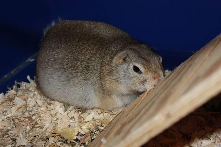 Jordegern Malou billede 8