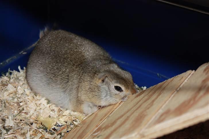 Jordegern Malou billede 9