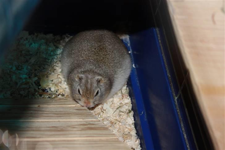 Jordegern Malou billede 10