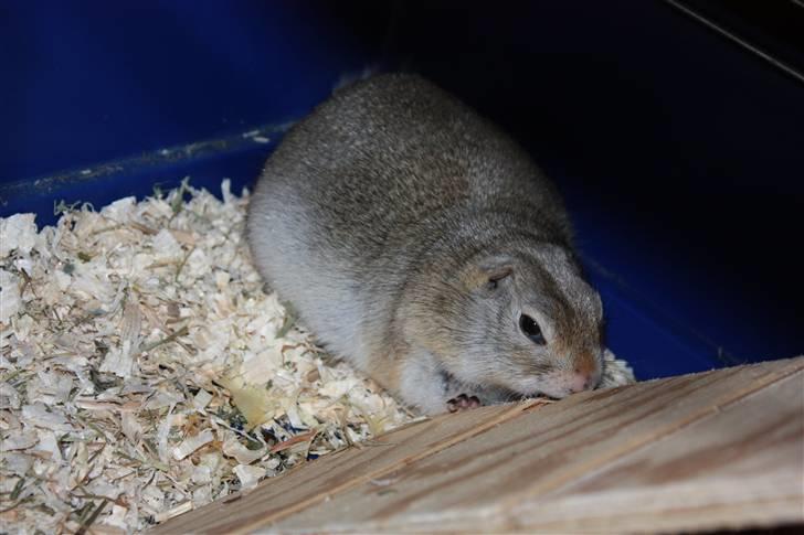 Jordegern Malou billede 11