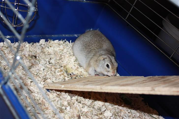 Jordegern Malou billede 12