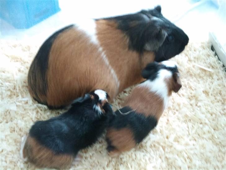 Marsvin Miss Micro Mini <3 - Mini og 2 af hendes dejlige unger<3 billede 1