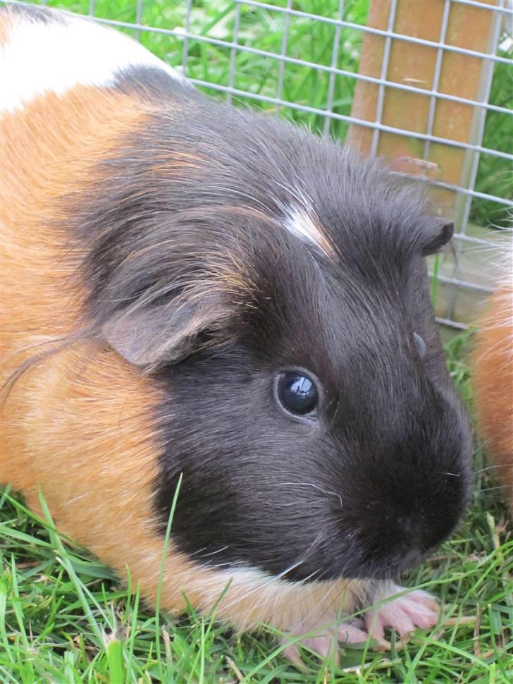 Marsvin Miss Micro Mini <3 - Mini´s hoved<3 billede 2