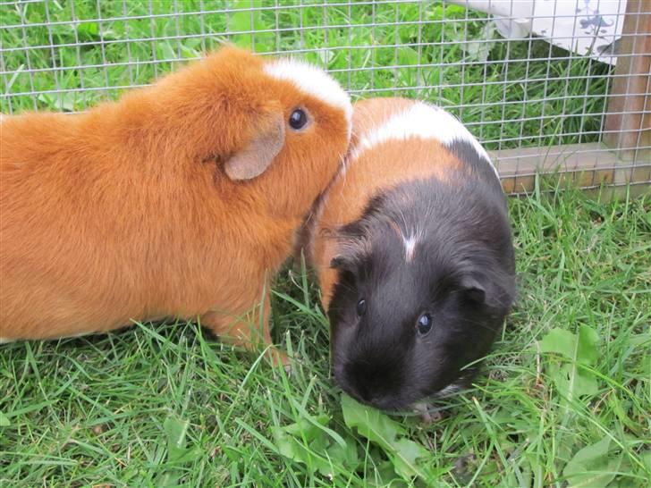 Marsvin Miss Micro Mini <3 - Mini og Teddy<3 billede 3