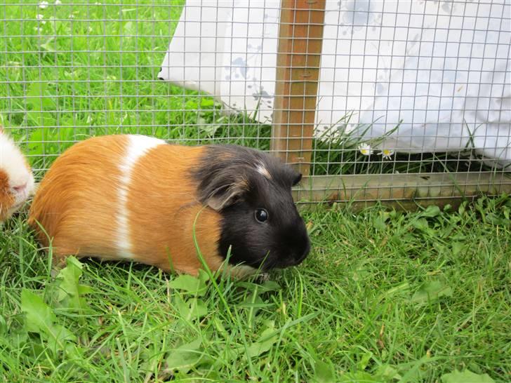 Marsvin Miss Micro Mini <3 - på græsset <3 mums hva´Mini!!?? billede 4