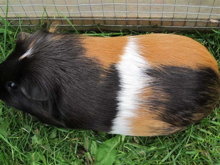 Marsvin Miss Micro Mini <3 - ovenfra!! billede 5