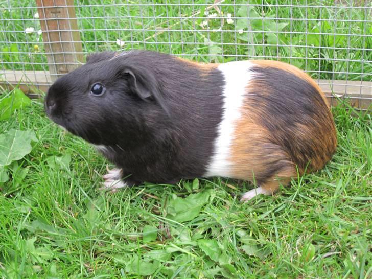 Marsvin Miss Micro Mini <3 - smukke MIni<3 billede 6