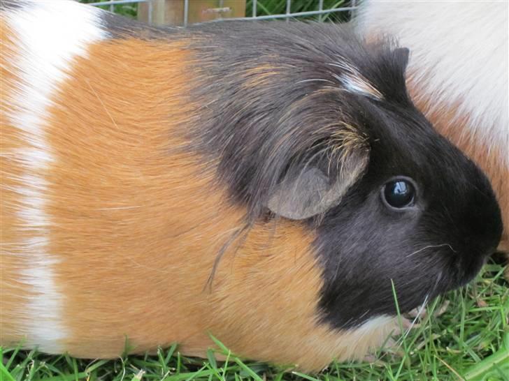 Marsvin Miss Micro Mini <3 - Mini <3 elsker dig!! billede 7