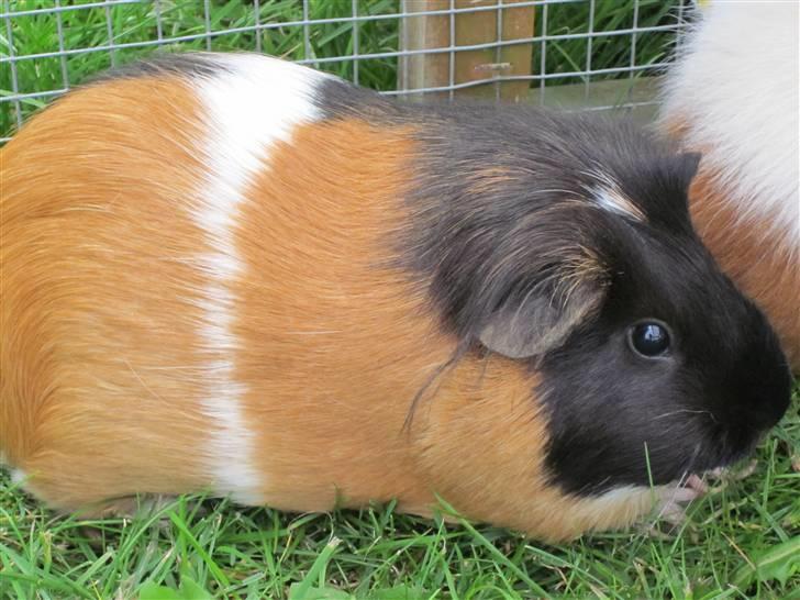 Marsvin Miss Micro Mini <3 - slapper lige lidt af, det er hårdt at spise græs!! billede 8