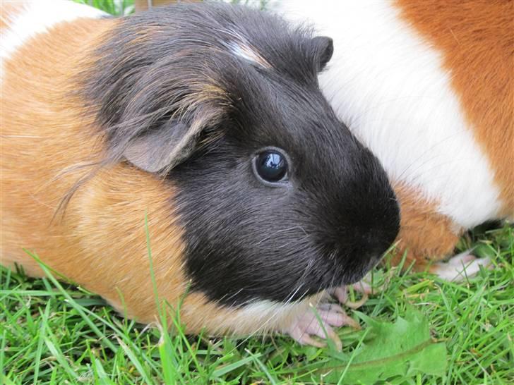 Marsvin Miss Micro Mini <3 - Mini´s smukke hoved! <3 billede 9