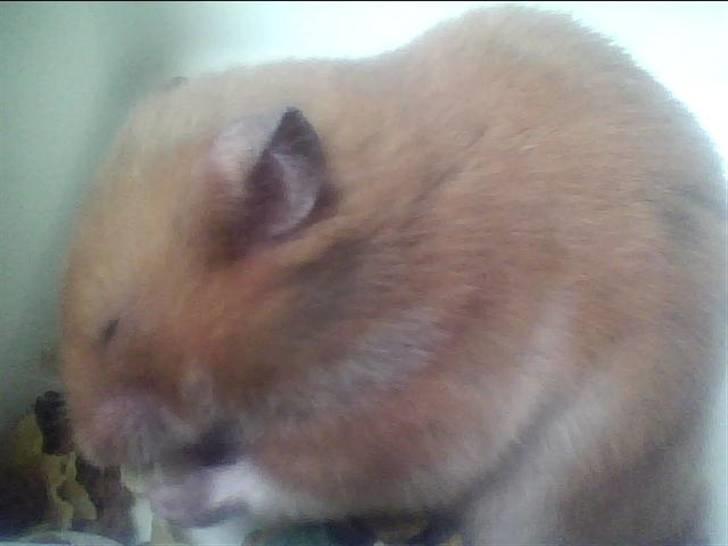 Hamster Balto billede 1