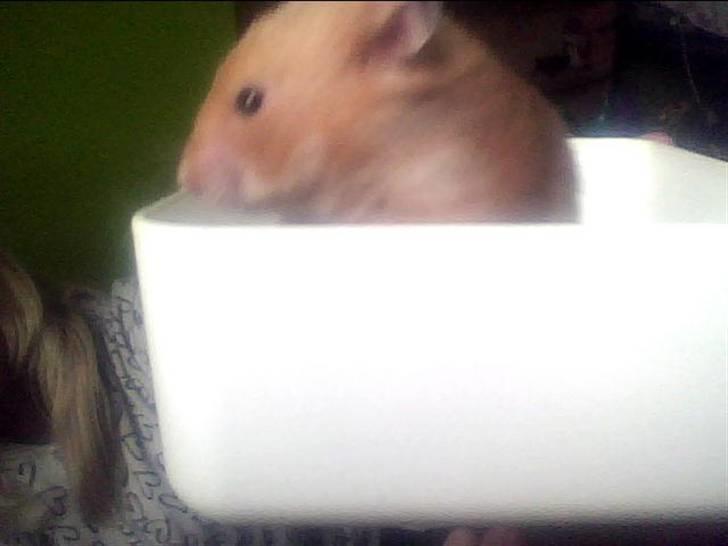 Hamster Balto billede 2