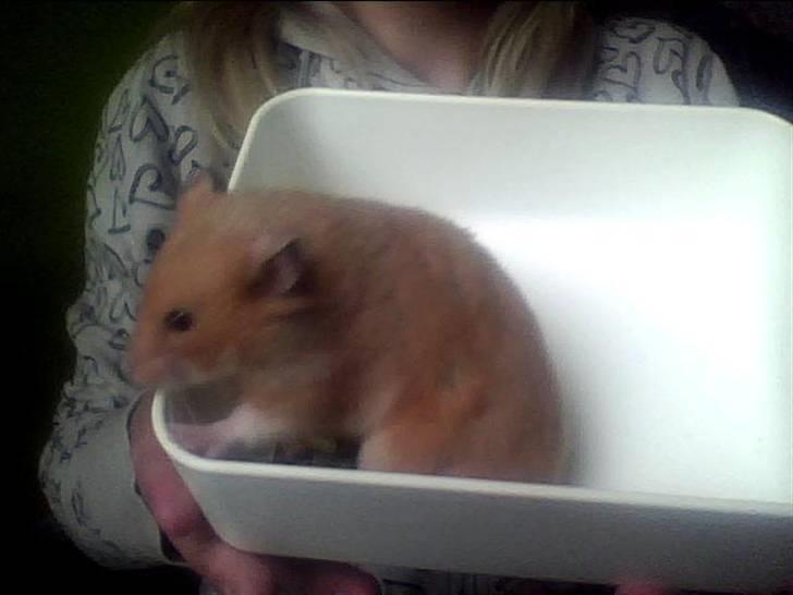 Hamster Balto billede 3
