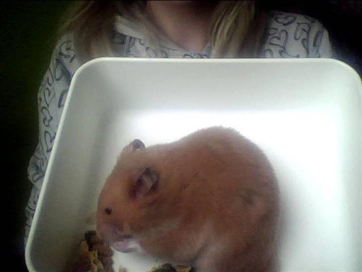 Hamster Balto billede 4