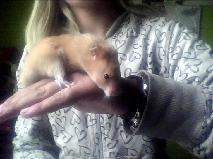 Hamster Balto billede 5
