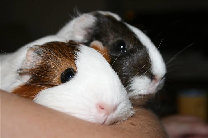 Marsvin Freja billede 15