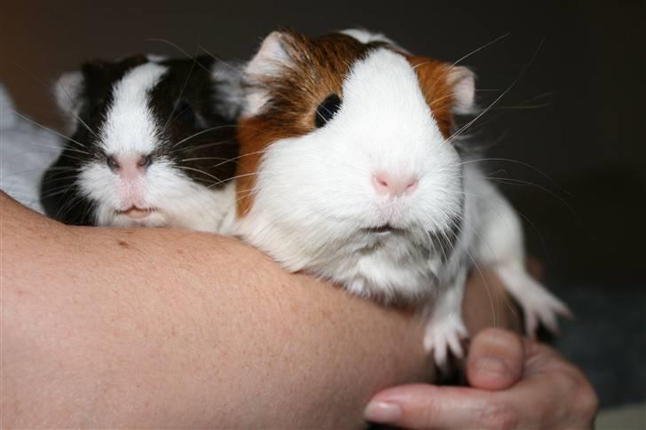 Marsvin Freja billede 16