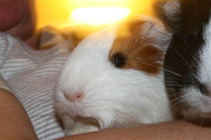 Marsvin Freja - Min Lille Glorie. billede 17