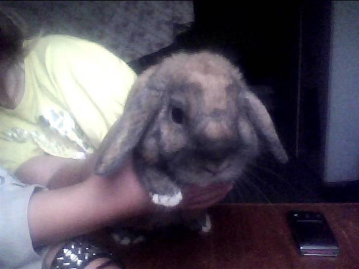 Kanin Ninka. <3 - Ninka sammen med min lillisøster. :) billede 1