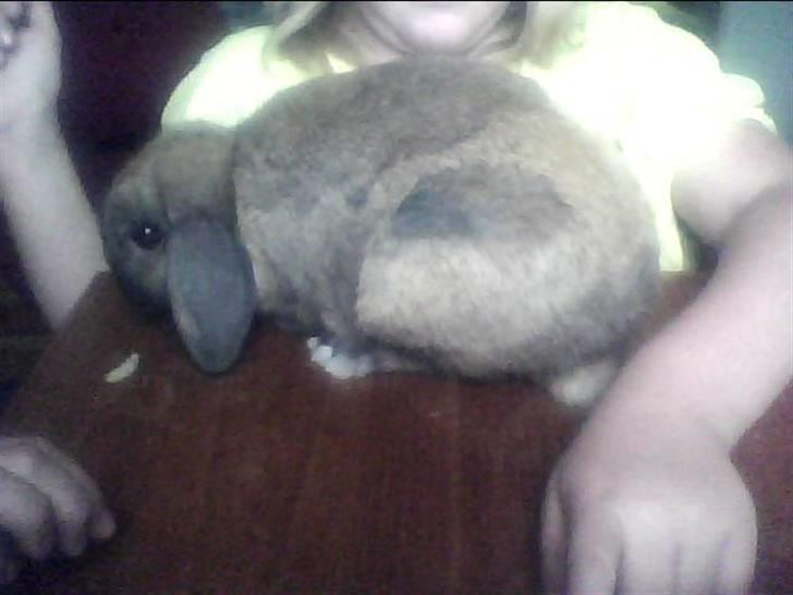 Kanin Ninka. <3 billede 4