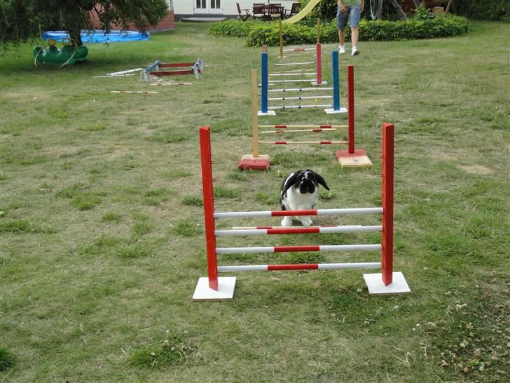 Kanin Domino aka. Fede <3 billede 11