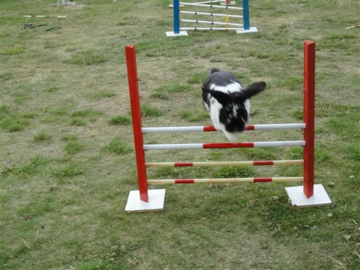 Kanin Domino aka. Fede <3 billede 12