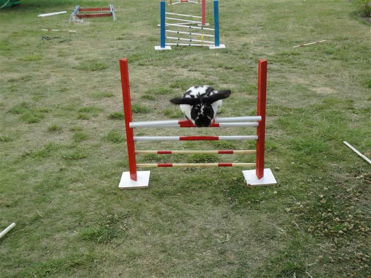 Kanin Domino aka. Fede <3 billede 13