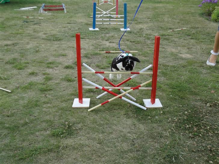 Kanin Domino aka. Fede <3 billede 14