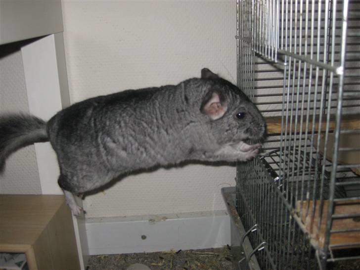 Chinchilla Gustav - Jump !! :D  billede 9