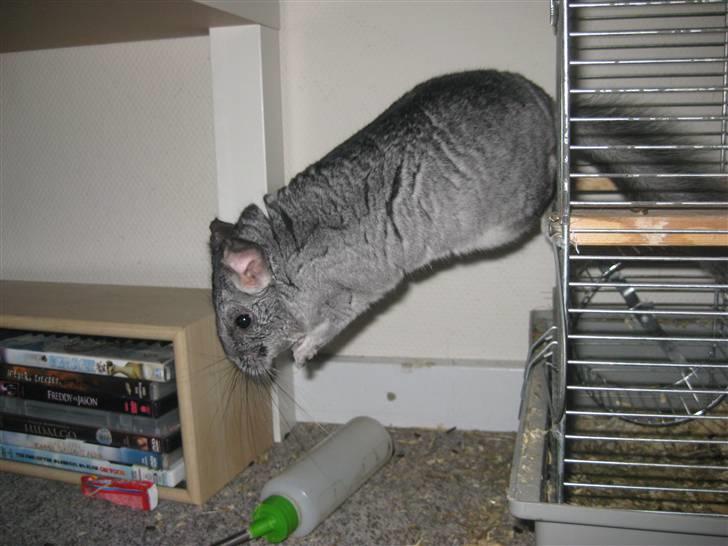 Chinchilla Gustav - Elsker det billed :D billede 10