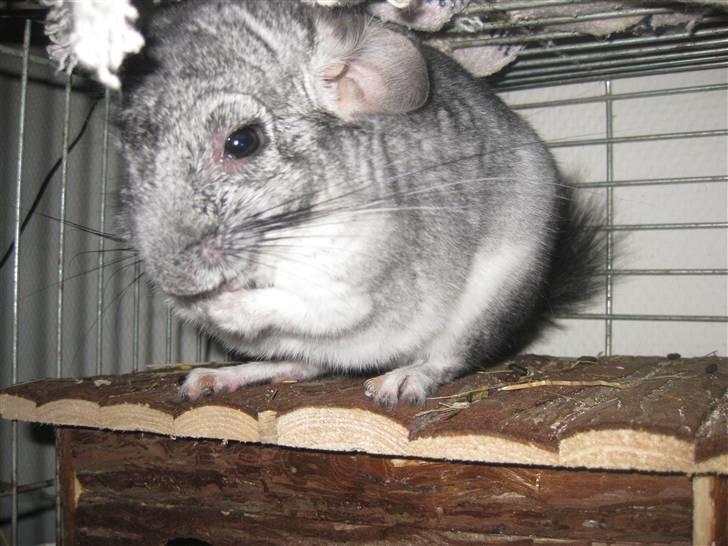 Chinchilla Gustav billede 11