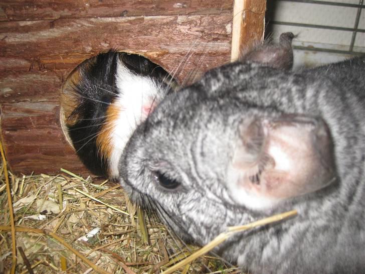 Chinchilla Gustav - Kysse kysse  billede 12