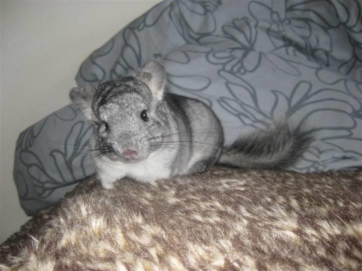 Chinchilla Gustav billede 13