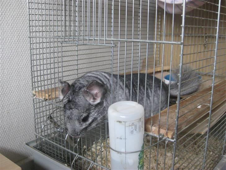 Chinchilla Gustav - Kigger lige ud af buret :D billede 14