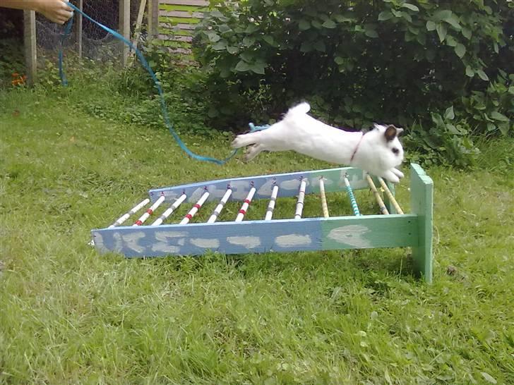 Kanin Snebold billede 15