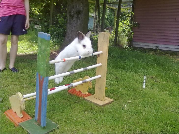 Kanin Snebold billede 16