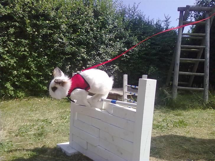 Kanin Snebold billede 17