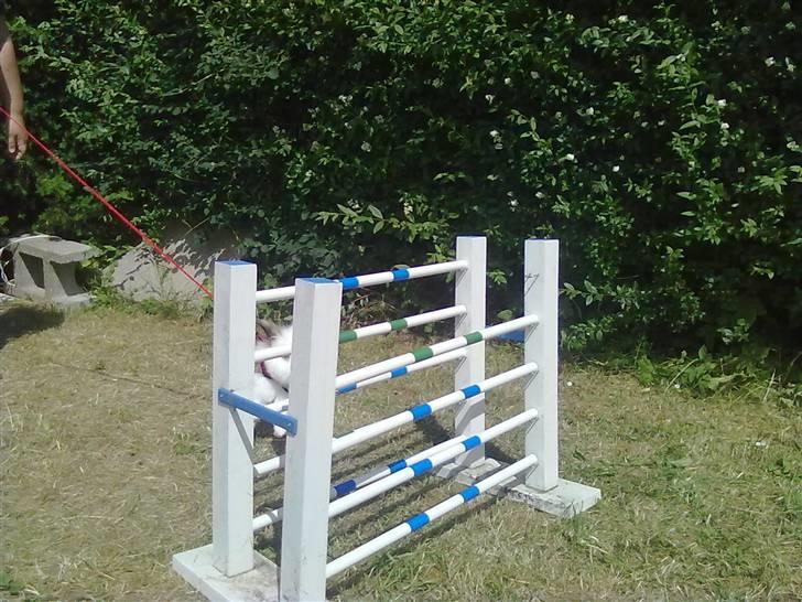 Kanin Snebold billede 18