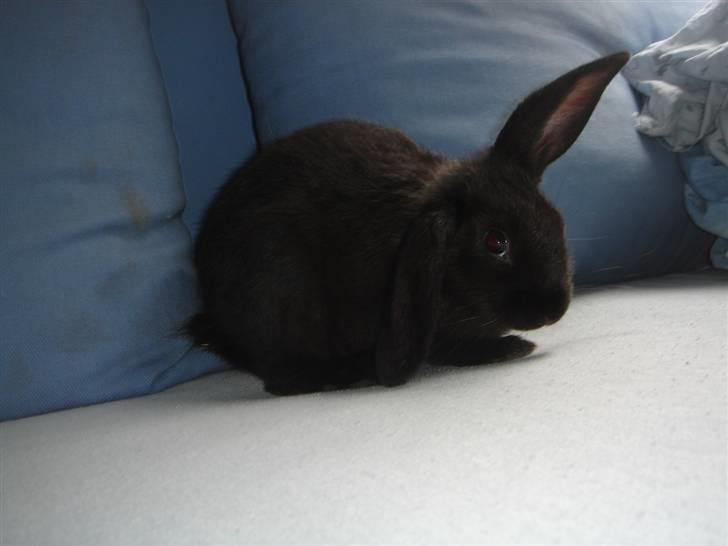 Kanin Sort Perle billede 1